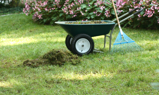 Lawn Renovation