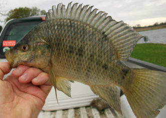Tilapia are recommended for aquatic weed control. 
