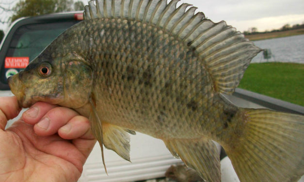 Biological Control of Aquatic Weeds
