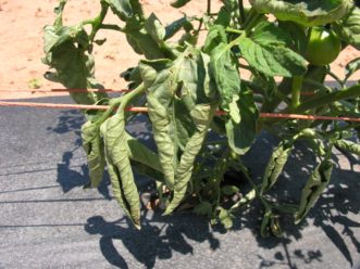 Tomato foliage is exhibiting physiological leaf roll.