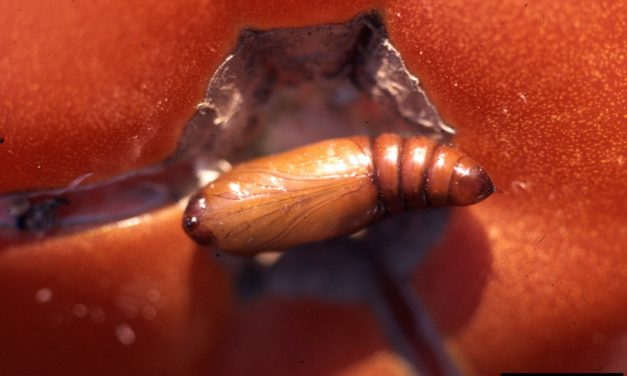 Tomato Insect Pests