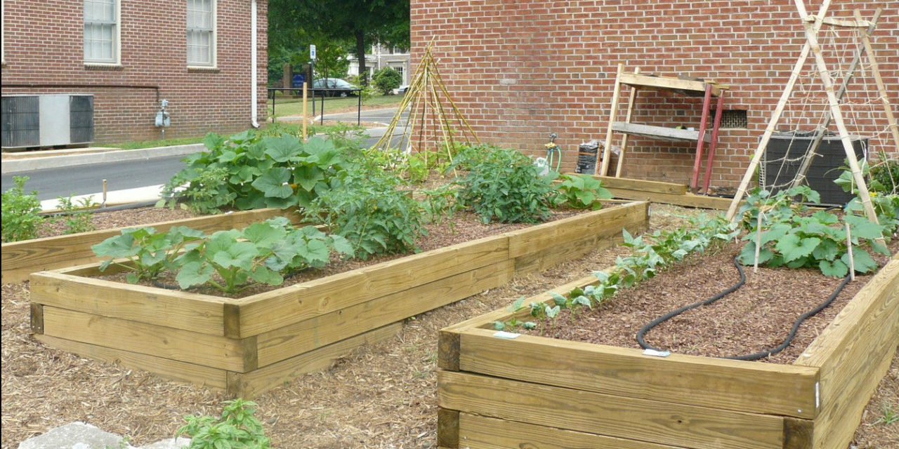 Treated lumber is commonplace in many raised beds used for vegetable gardening. Paul Thompson, ©2008 Clemson Extension