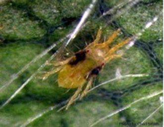 Two-spotted spider mite
