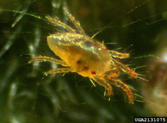 Two-spotted spider mite adult.