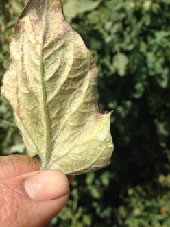 Two-spotted spider mite (Tetranychus urticae) damage.