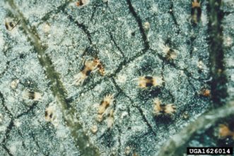 Twospotted spider mites are almost microscopic and require a 20X Spider Mite (Tetranychus urticae).