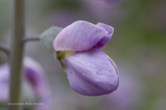 Typical pea-shaped flower of Baptisia.