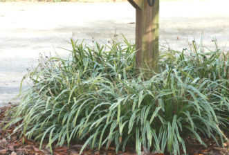 Variegated liriope (Liriope muscari ‘Variegata’) surrounds mailbox post.