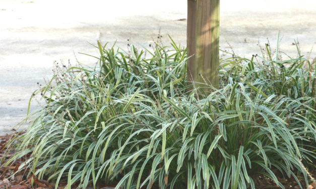 Liriope