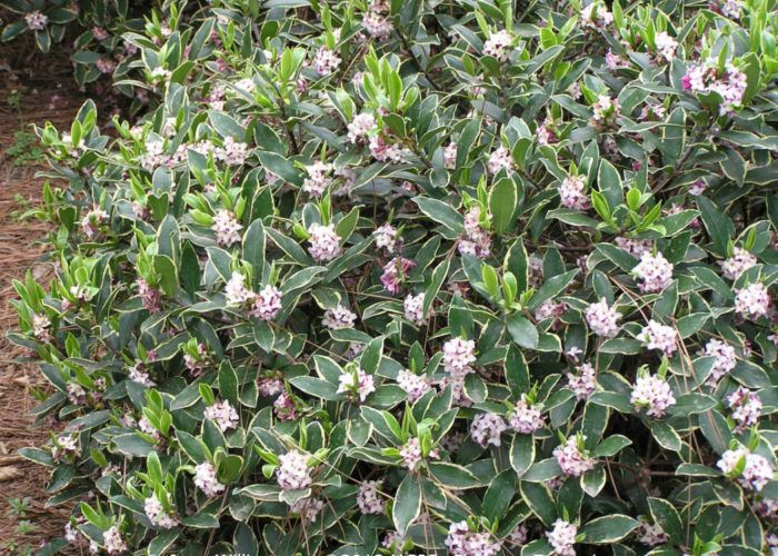 Variegated winter daphne (Daphne odora ‘Aureo-marginata’)