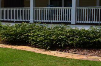 ‘Vintage Jade’ planted in a foundation design.