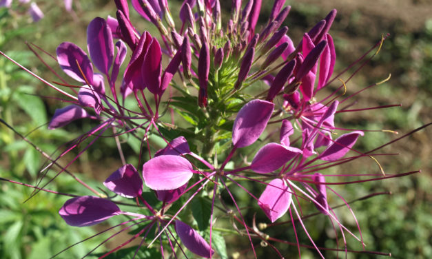 Cleome or Spider Flower
