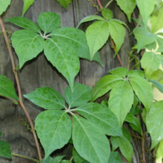 Virginia creeper (Parthenocissus quinquefolia) has leaves in groups of five.