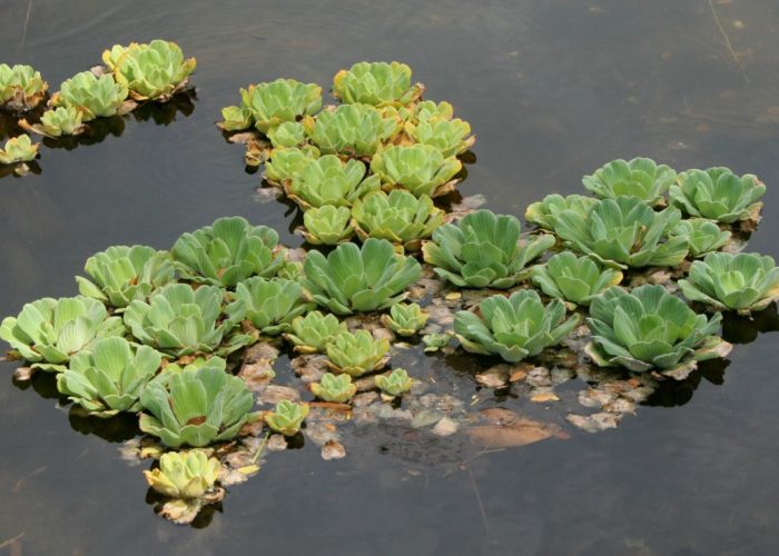 Water lettuce (Pistia stratiotes) is a free floating plant that grows so thick it can prevent navigation.