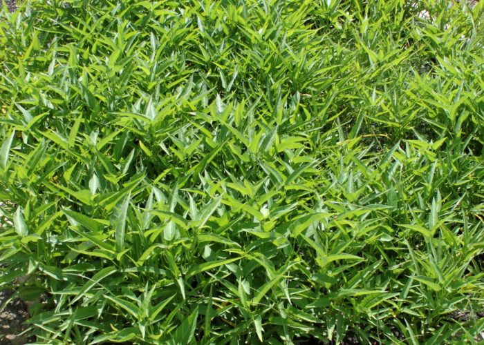 Water spinach (Ipomoea aquatic) is a member of the morning glory family and crowds out native species.