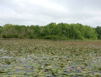Waterlilies (Nymphaea odorata) are rooted at the bottom but have leaves that float on the water’s surface. 