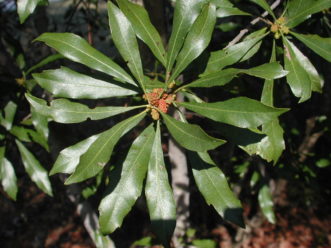 Wax myrtle leaves are much longer than they are wide and the stems grow upward to form a shrub or small tree. 