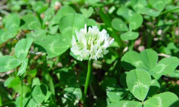 White Clover