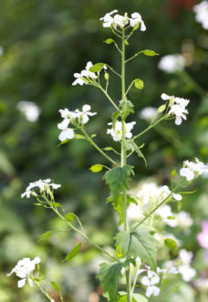 White-flowered money plants (Lunaria annua var. albiflora) make a wonderful addition to an evening moonlit garden.