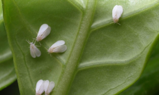 Gardenia Insects & Related Pests