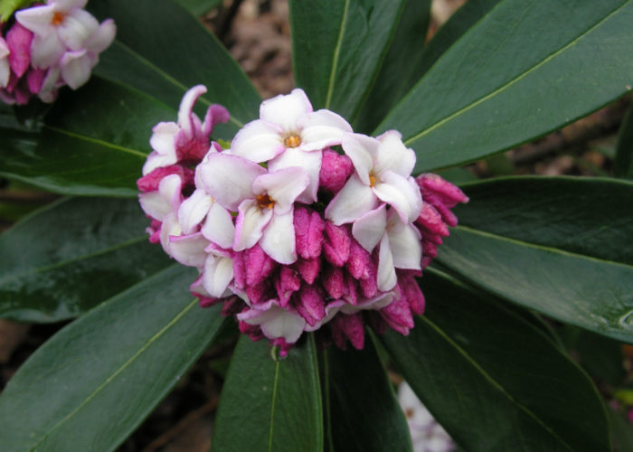 Winter daphne (Daphne odora) with pink blooms and solid green foliage