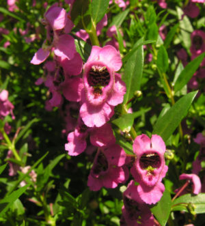 Angelonia angustifolia ‘AngelMist Dark Rose’