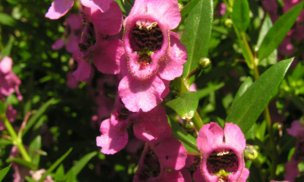 Angelonias – Summer Snapdragons
