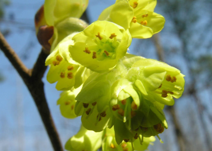 Spike winterhazel (Corylopsis spicata) with primrose-yellow winter blooms. Joey Williamson, ©2011 HGIC, Clemson Extension