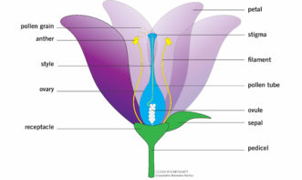These are the parts of a flower