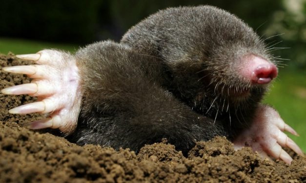 How to Tell the Difference Between Moles and Voles