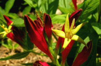 Close up of Indian Pink (Spigelia marilandica) flowers and buds in a sunny Piedmont landscape during mid-May.