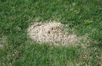 Spring dead spot generally appears in the spring in bermudagrass lawns as bleached-out spots in the lawn that are 6 inches to several feet in diameter