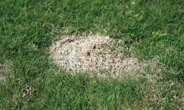 Spring Dead Spot