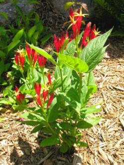 Abundant flowers and dense growth habit of Indian Pink (Spigelia marilandica) in a sunny Piedmont landscape during mid-May.
