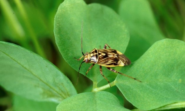 Tarnished plant bug (Lygus lineolaris). Scott Bauer, USDA Agricultural Research Service, www.insectimages.org