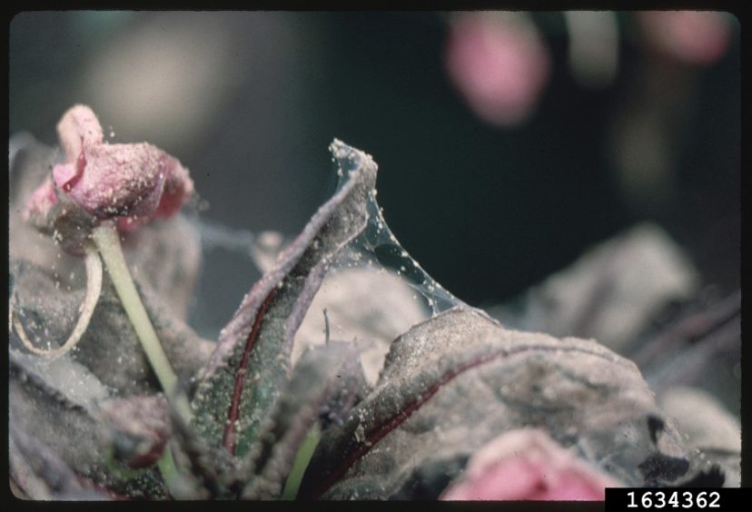 Webbing will be apparent on plants with high populations of heavy spider mites