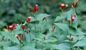Open growth habit of Indian Pink (Spigelia marilandica) blooming in a shady woodland garden during early June