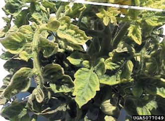 The tomato is infected with Tomato yellow leaf curl virus and showing symptoms of cupped, pale green foliage.