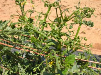 Tomato plants are exhibiting damage from exposure to 2,4-D herbicide drift from nearby spraying.