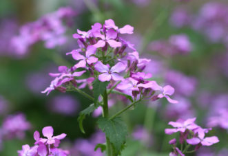 The money plant (Lunaria annua) flower stalk with blooms is botanically called a raceme because the flowers are arranged in a spiral going up and around the main stalk