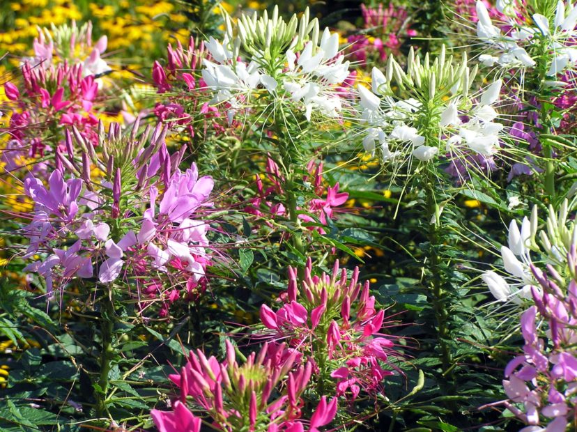 As they are shorter and bushier, the Sparkler™ series is an excellent choice for containers.