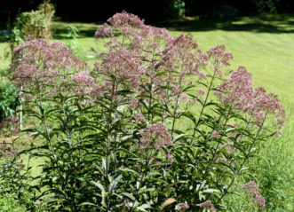 Joe-Pye weed (Eutrochium purpureum var. purpureum) in full bloom growing in a roadside ditch in late August.