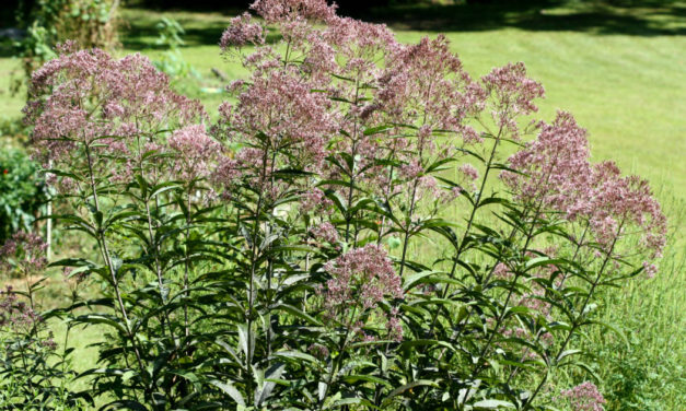 Joe-Pye Weed