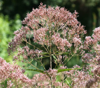Joe-Pye weed (Eutrochium purpureum var. purpureum) flowers are fragrant and attract many pollinating insects, especially butterflies.