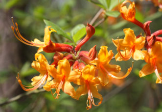 Florida flame azalea (Rhododendron austrinum) 