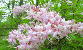 Piedmont azalea (Rhododendron canescens)