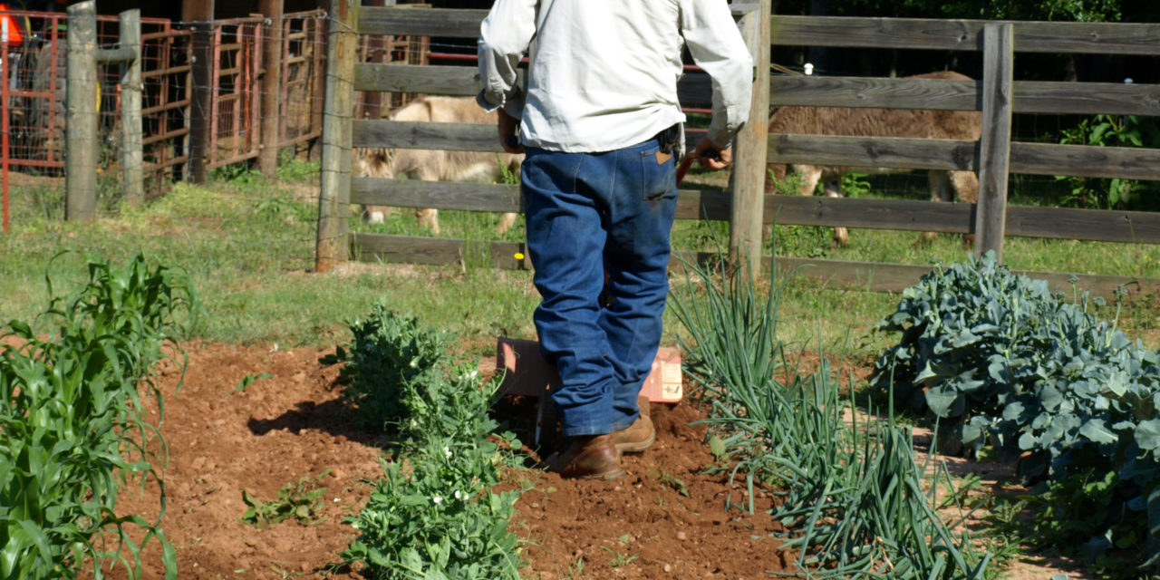In a large garden with widely spaced rows, a rotary tiller will make weed control easy and fast. Barbara H. Smith, ©2016, HGIC, Clemson Extension