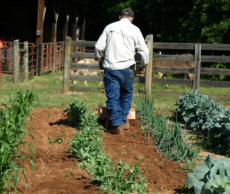 In a large garden with widely spaced rows, a rotary tiller will make weed control easy and fast.