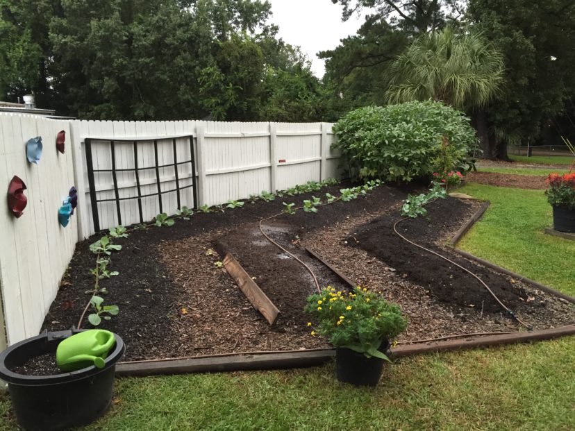 Plan for irrigation in the initial design of the raised bed.