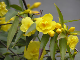 'Pride of Augusta' is a double-flowered selection of Carolina jessamine (Gelsemium sempervirens). Karen Russ, ©2007 HGIC, Clemson Extension